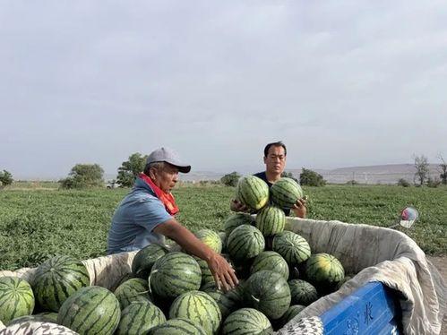 小溪吃瓜后续,揭秘娱乐圈背后的秘密与真相