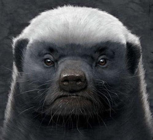 带你吃瓜看平头哥