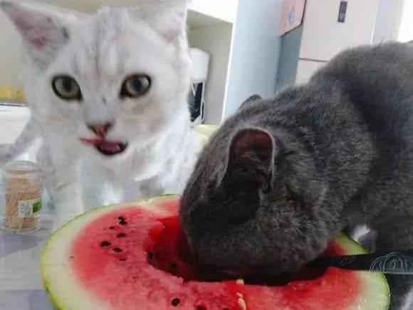 京瓜猫可以吃吗,揭秘猫咪的饮食新选择——可以吃吗？