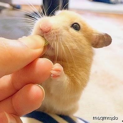 猛鼠吃瓜,揭秘动物界的趣味食趣