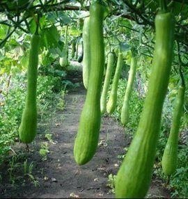 平江康乐村吃瓜,瓜果飘香，共享田园生活