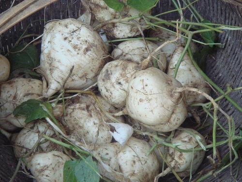 贵州土瓜怎么吃,解锁地道的土瓜美味秘籍