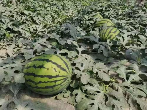 吃瓜人必备手机,揭秘吃瓜人必备手机