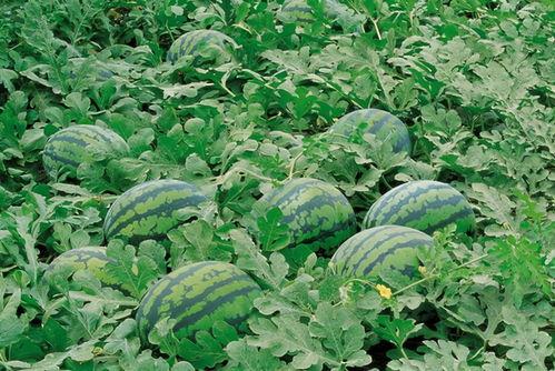 七小花吃瓜组,揭秘娱乐圈幕后故事，带你领略明星们的真实生活