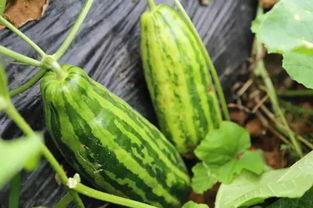 吃瓜好不,吃瓜群众的好奇心之旅