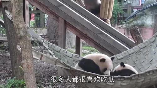 熊猫头吃瓜群众,揭秘萌宠的趣味生活瞬间