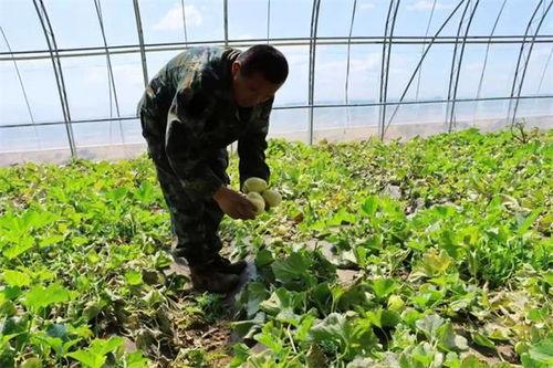 羊山镇社区吃瓜,共享欢乐时光