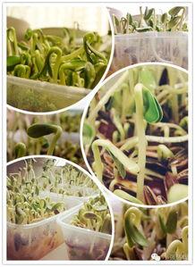 塔随机吃瓜,揭秘神秘世界背后的秘密