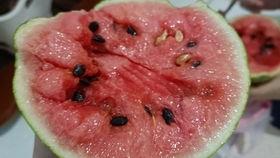 蛙星人吃瓜,探寻神秘瓜果的奇幻之旅