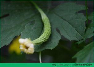 流产后可以吃凉瓜吗,凉瓜食用宜忌解析