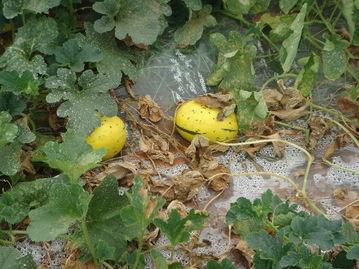 去瓜地摘瓜吃,体验去瓜地摘瓜的欢乐时光