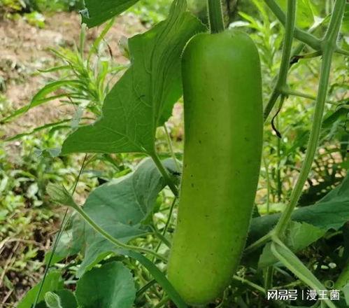 晚上吃烂瓜视频,揭秘那些让人笑到肚子疼的烂瓜视频