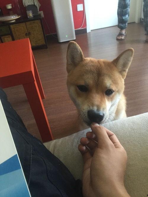 doge扫文吃瓜,揭秘网络热点背后的故事